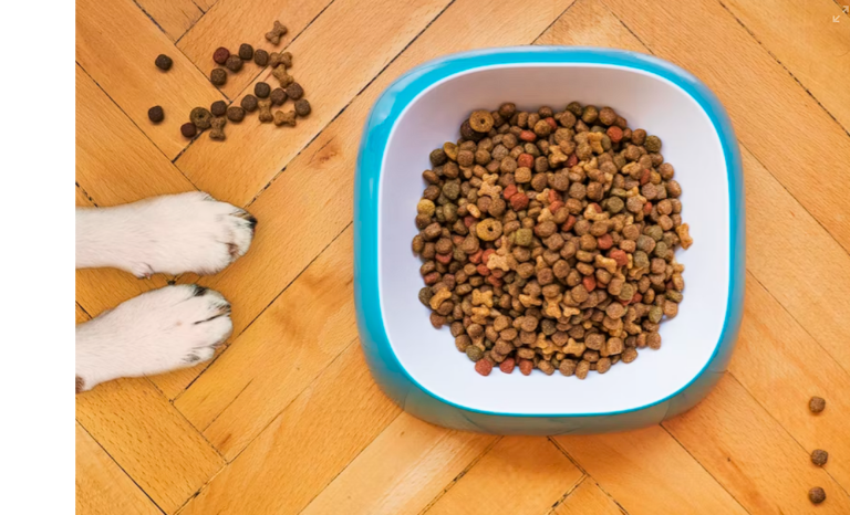 pet food in a bowl